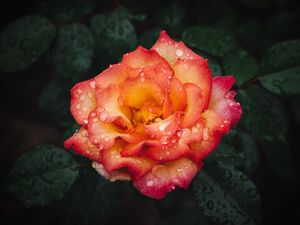 Preview wallpaper rose, flower, wet, red, yellow