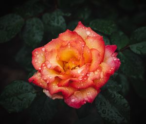 Preview wallpaper rose, flower, wet, red, yellow