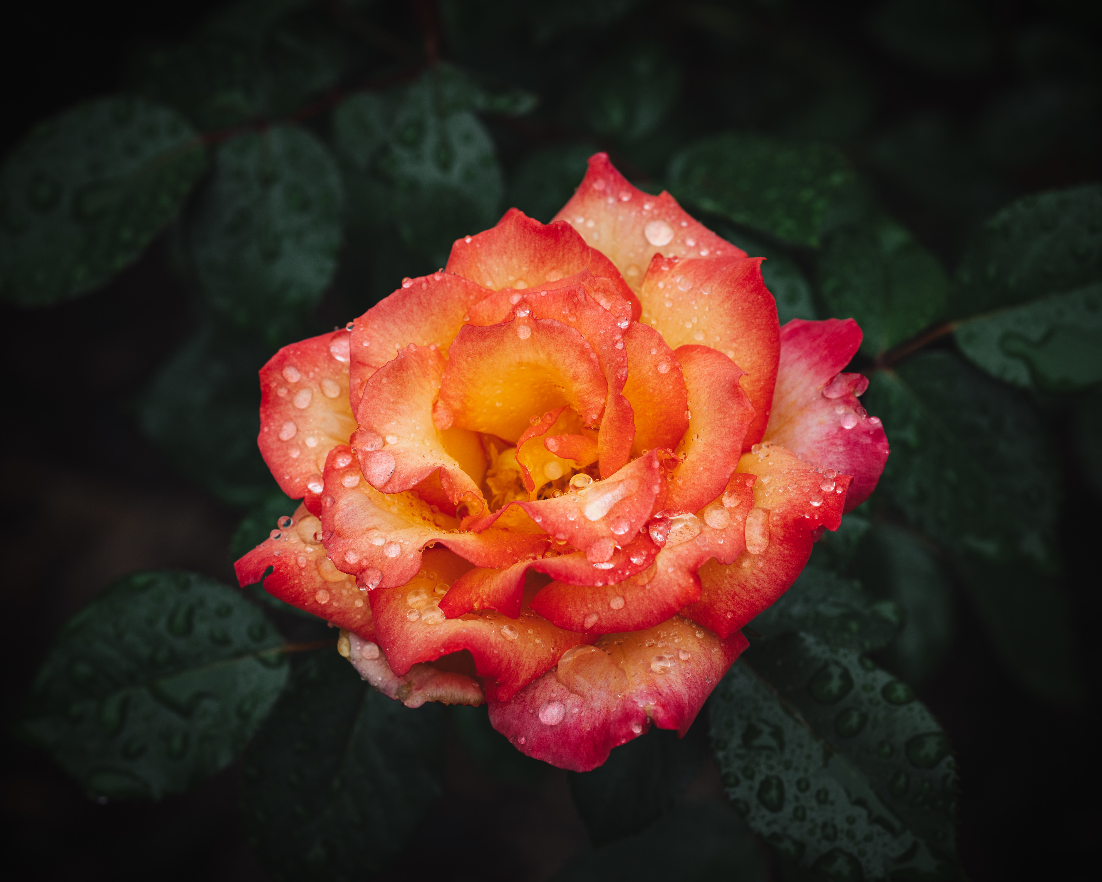 Download wallpaper 3750x3000 rose, flower, wet, red, yellow hd background