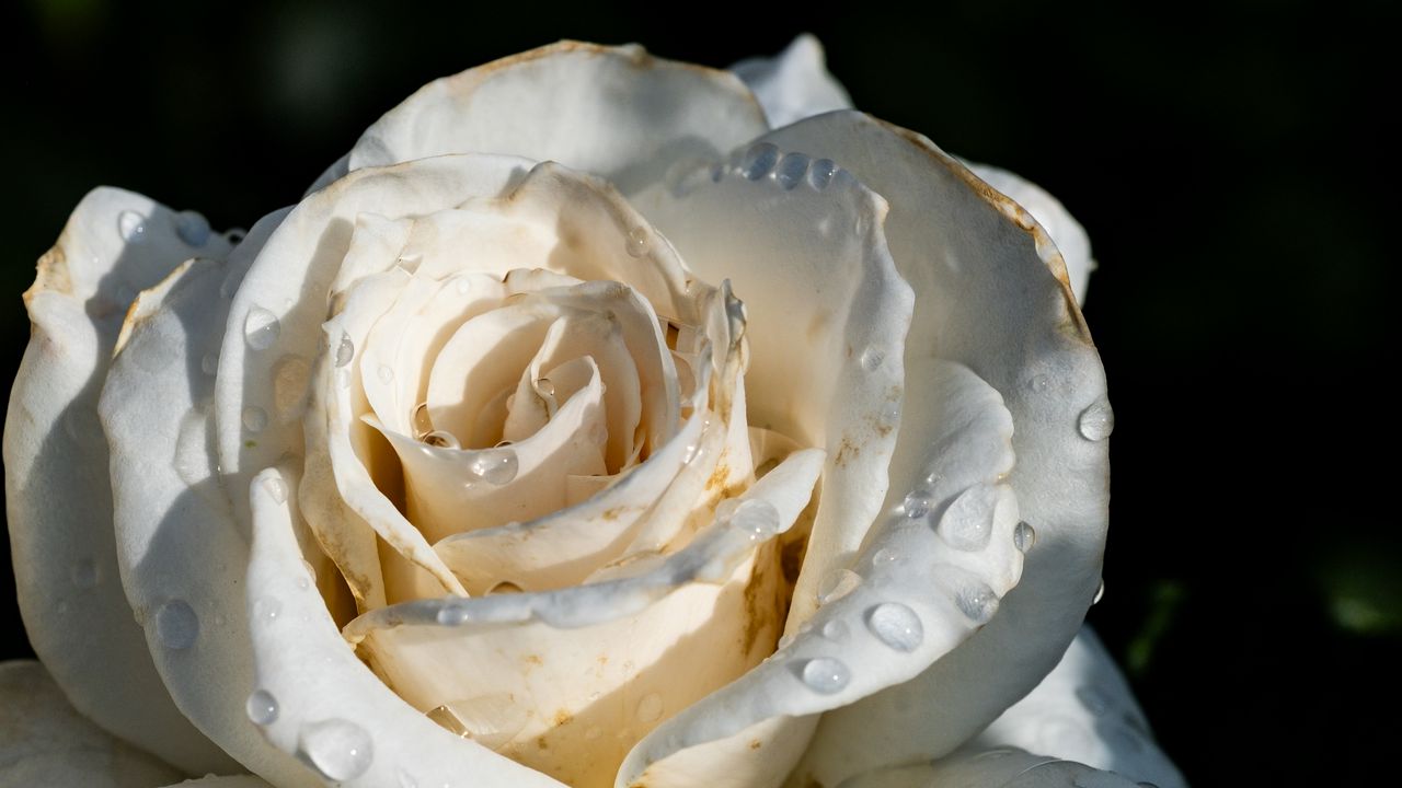 Wallpaper rose, flower, white, drops, macro, shadow, petals