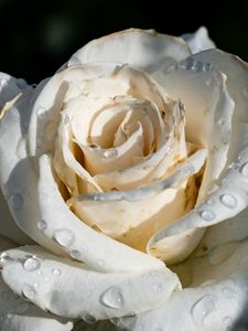 Preview wallpaper rose, flower, white, drops, macro, shadow, petals