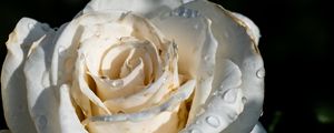 Preview wallpaper rose, flower, white, drops, macro, shadow, petals