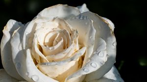 Preview wallpaper rose, flower, white, drops, macro, shadow, petals