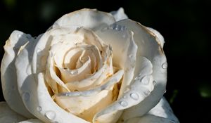 Preview wallpaper rose, flower, white, drops, macro, shadow, petals