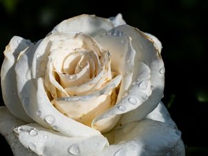 Preview wallpaper rose, flower, white, drops, macro, shadow, petals