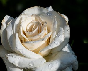 Preview wallpaper rose, flower, white, drops, macro, shadow, petals