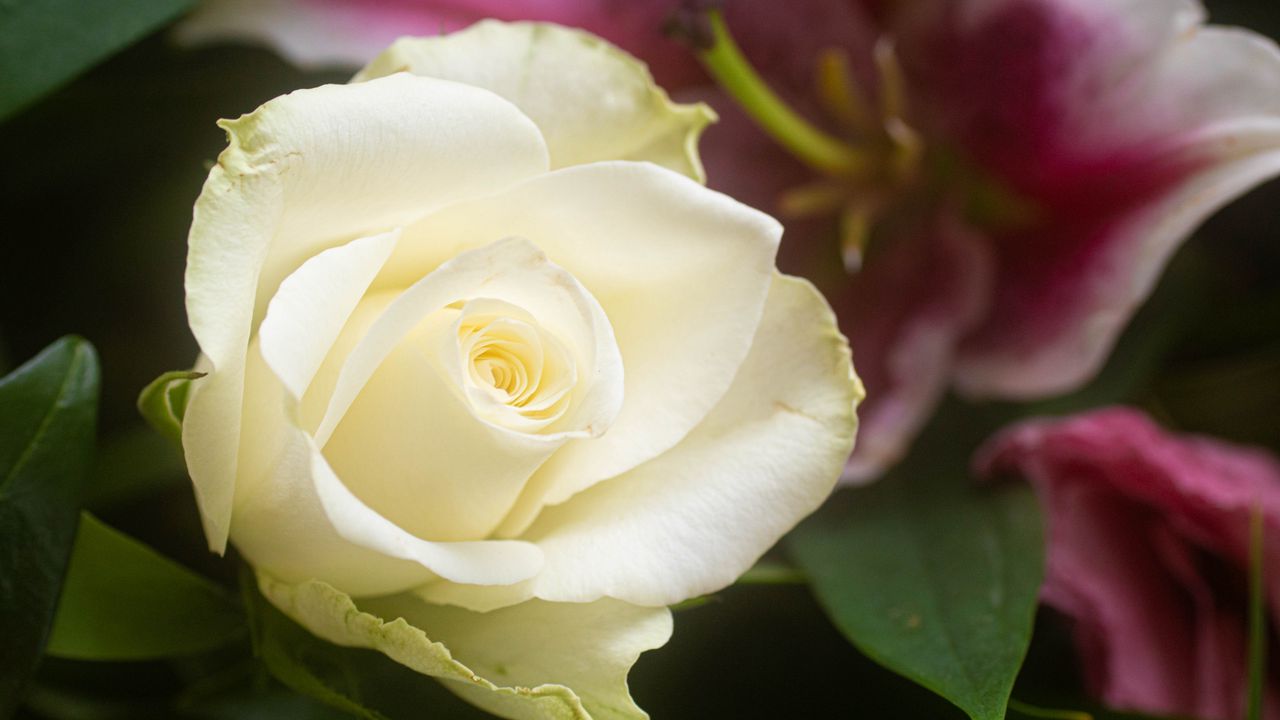 Wallpaper rose, flower, white, petals, macro