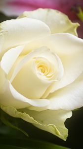 Preview wallpaper rose, flower, white, petals, macro