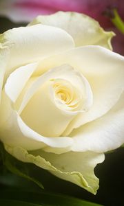 Preview wallpaper rose, flower, white, petals, macro