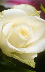 Preview wallpaper rose, flower, white, petals, macro