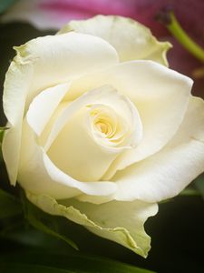 Preview wallpaper rose, flower, white, petals, macro