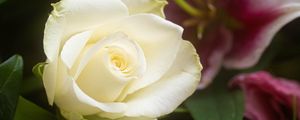 Preview wallpaper rose, flower, white, petals, macro