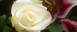Preview wallpaper rose, flower, white, petals, macro