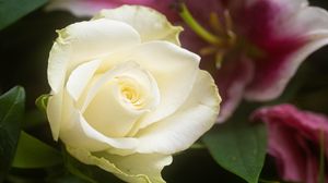 Preview wallpaper rose, flower, white, petals, macro