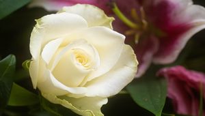 Preview wallpaper rose, flower, white, petals, macro