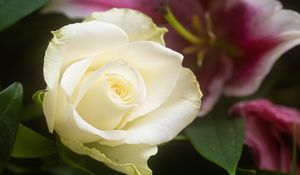 Preview wallpaper rose, flower, white, petals, macro