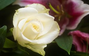 Preview wallpaper rose, flower, white, petals, macro