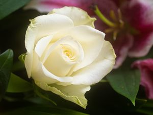 Preview wallpaper rose, flower, white, petals, macro