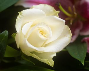 Preview wallpaper rose, flower, white, petals, macro