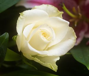 Preview wallpaper rose, flower, white, petals, macro