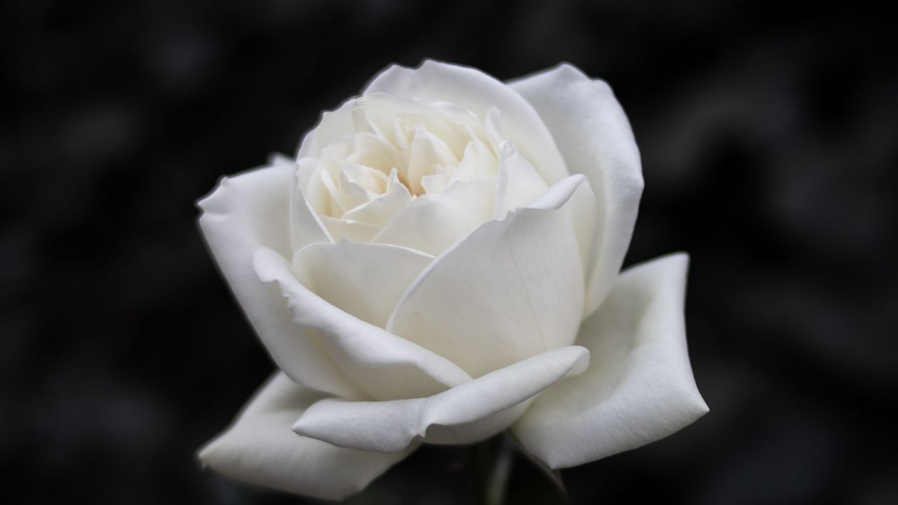 Wallpaper rose, flower, white, bw, bloom