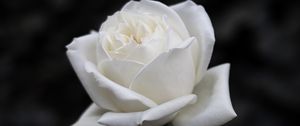 Preview wallpaper rose, flower, white, bw, bloom