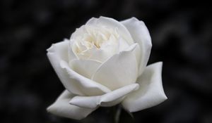 Preview wallpaper rose, flower, white, bw, bloom