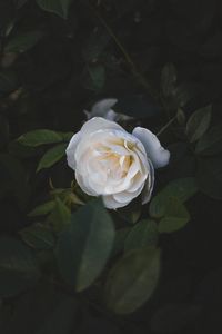 Preview wallpaper rose, flower, white, macro, plant