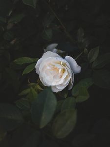 Preview wallpaper rose, flower, white, macro, plant