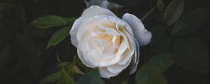 Preview wallpaper rose, flower, white, macro, plant