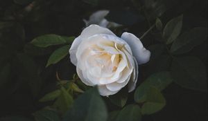 Preview wallpaper rose, flower, white, macro, plant