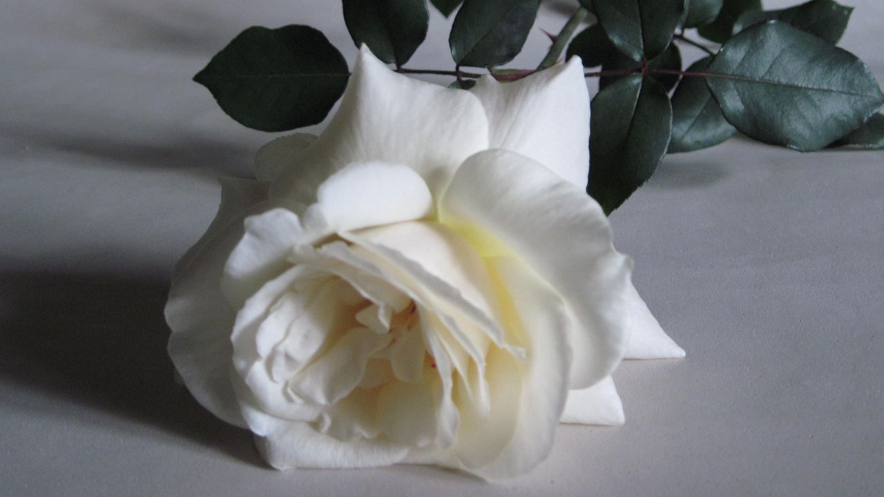 Wallpaper rose, flower, white, bud, leaf