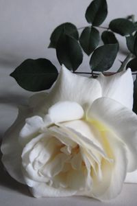 Preview wallpaper rose, flower, white, bud, leaf