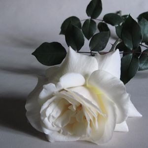 Preview wallpaper rose, flower, white, bud, leaf