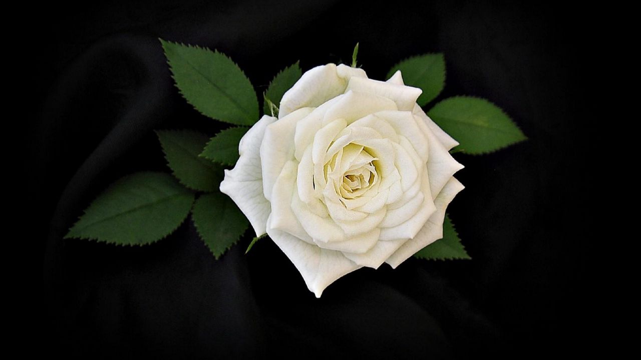 Wallpaper rose, flower, white, leaves, black background