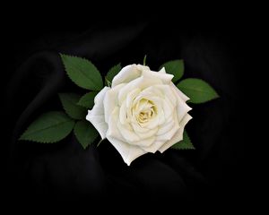 Preview wallpaper rose, flower, white, leaves, black background