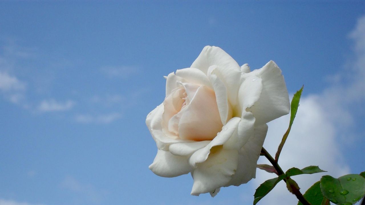 Wallpaper rose, flower, white, sky, drops