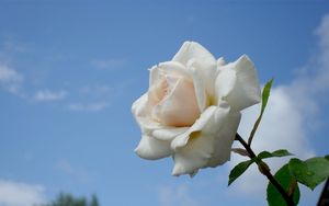 Preview wallpaper rose, flower, white, sky, drops