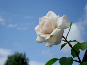Preview wallpaper rose, flower, white, sky, drops
