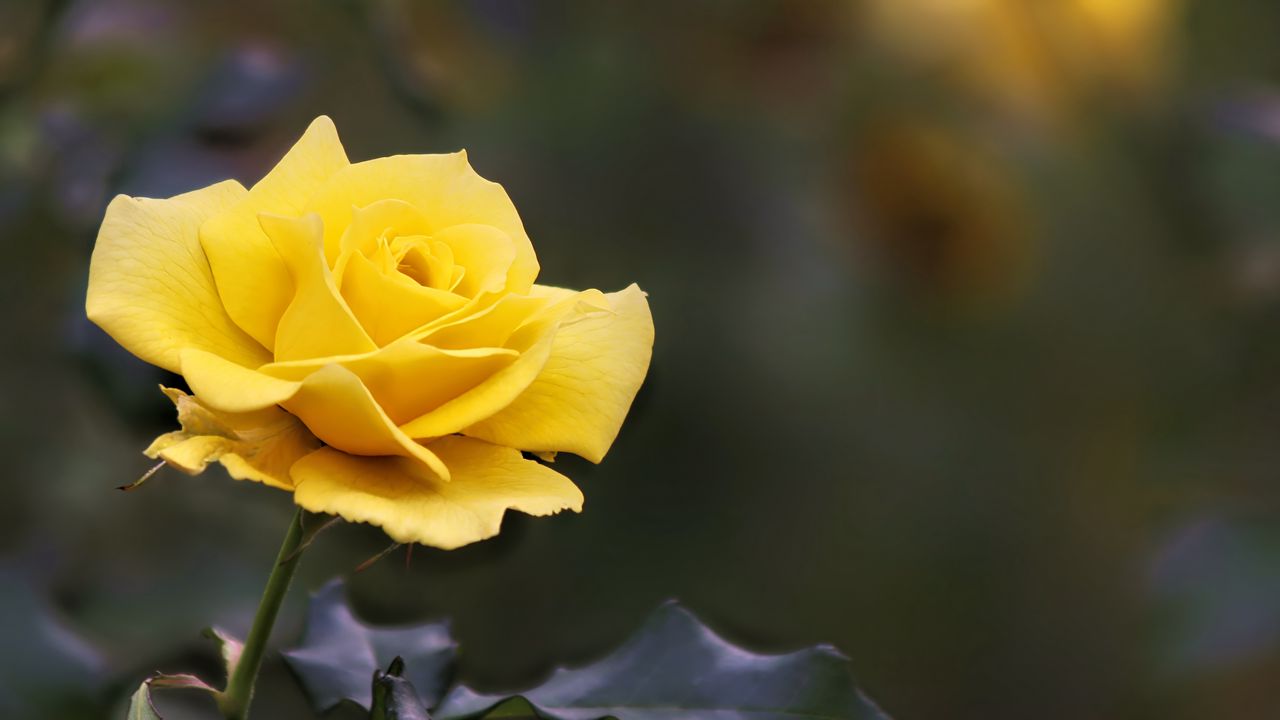 Wallpaper rose, flower, yellow, blur