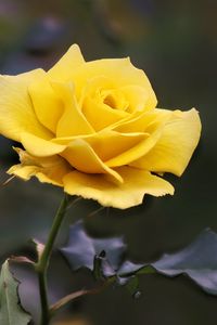 Preview wallpaper rose, flower, yellow, blur