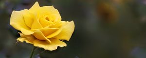 Preview wallpaper rose, flower, yellow, blur