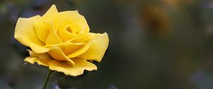 Preview wallpaper rose, flower, yellow, blur