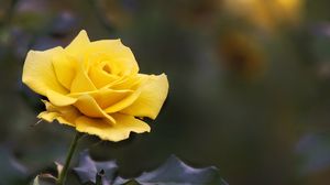 Preview wallpaper rose, flower, yellow, blur