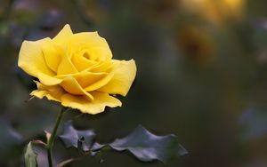 Preview wallpaper rose, flower, yellow, blur