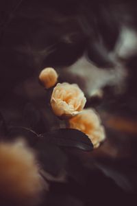 Preview wallpaper rose, flower, yellow, bloom, plant