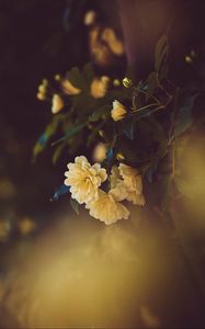 Preview wallpaper rose, flower, yellow, flowering, bush