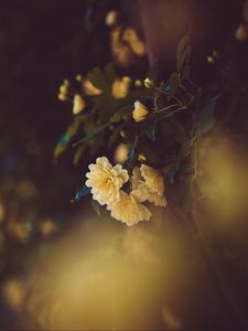 Preview wallpaper rose, flower, yellow, flowering, bush
