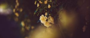 Preview wallpaper rose, flower, yellow, flowering, bush