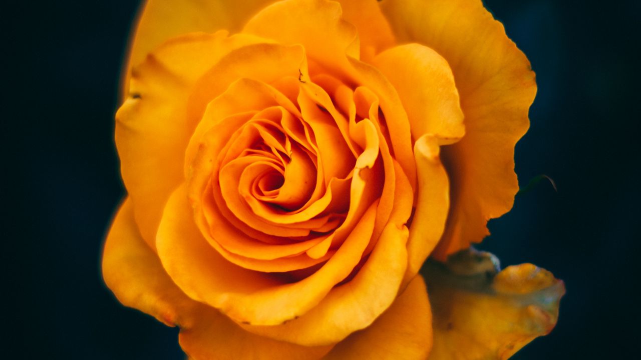 Wallpaper rose, flower, yellow, bloom, closeup